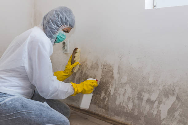 Best Mold Remediation for Healthcare Facilities  in Kamas, UT